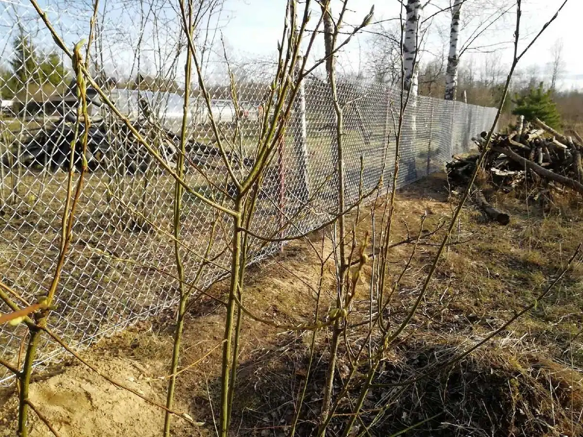 Забор из сетки рабицы с проволокой 60 метров